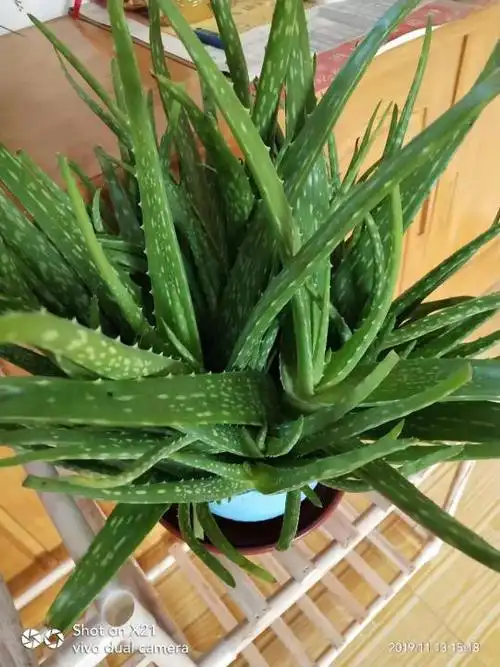 请问这个芦荟是食用的吗?可不可以吃?谢谢!