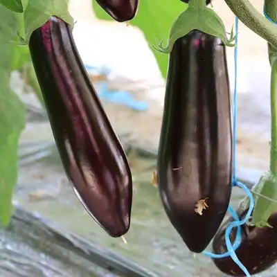 值得入手的茄子什么茄子最值得推荐购买