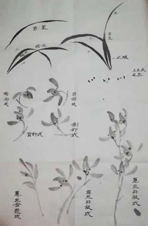 兰花的画法兰花的画法步骤图