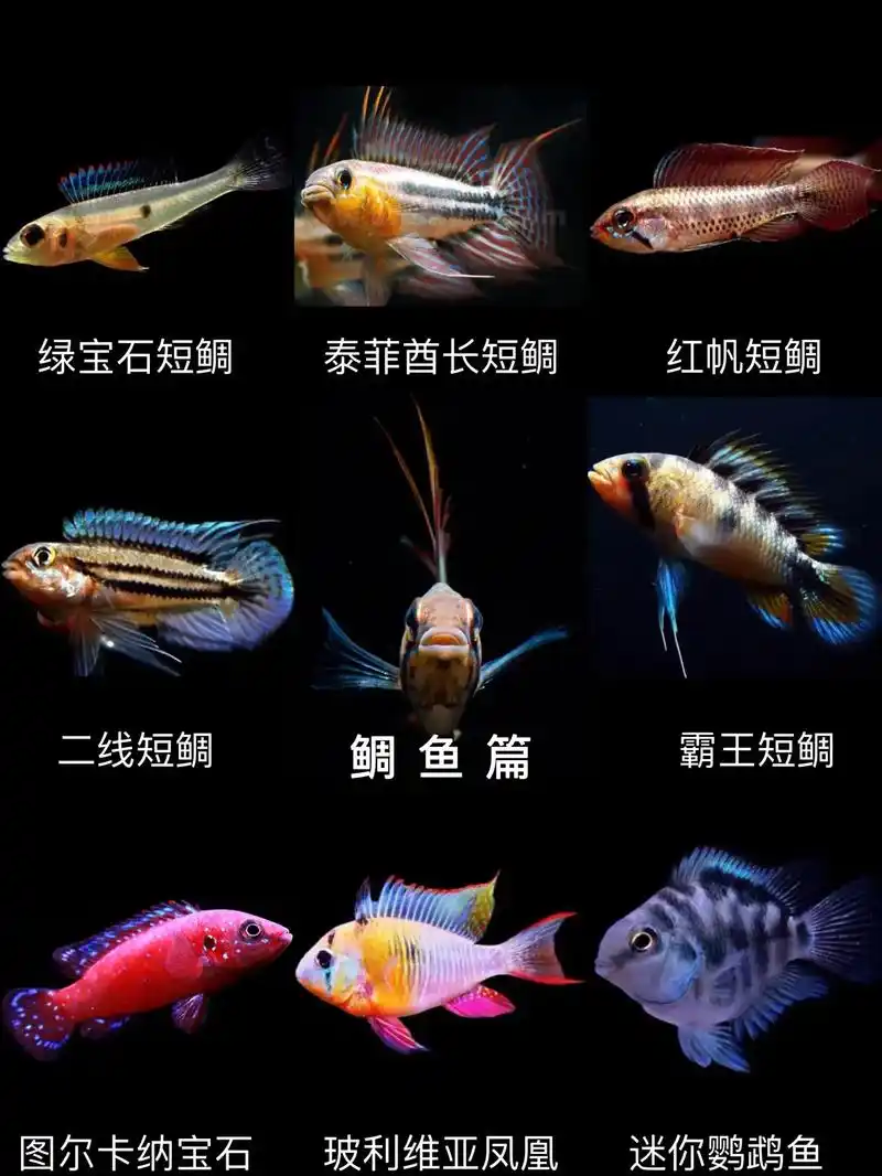 观赏鱼大全(鲷鱼篇)80种你认识几种.素材来源于互联网收集, - 抖音