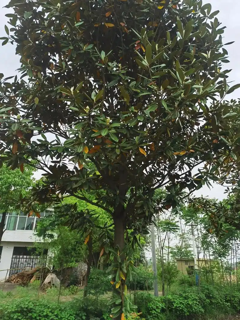 13—18公分黑土广玉兰,树型如图量大.有需要的老板请抖我. - 抖音