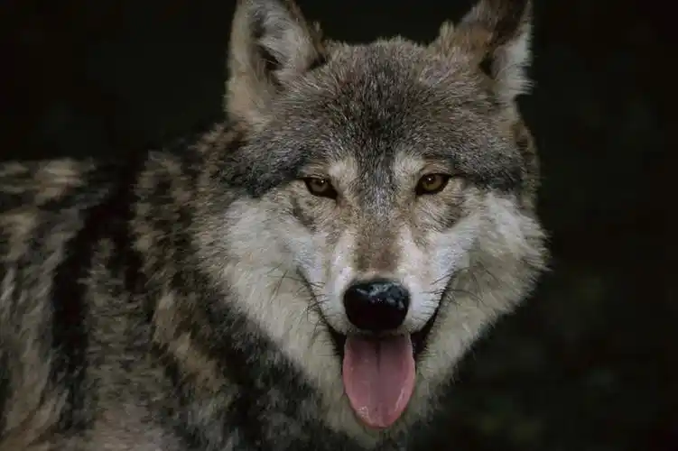 动物,观察,看,站着,转头,观看,察看,关注,凶猛,残暴,凶残,头部,灰狼