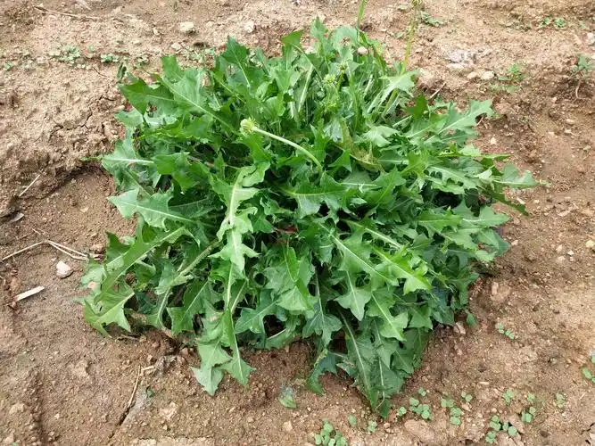 这是一株蒲公英,半人工栽培的