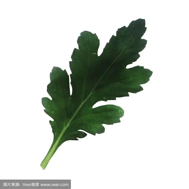 白色背景上的一片菊花叶子.