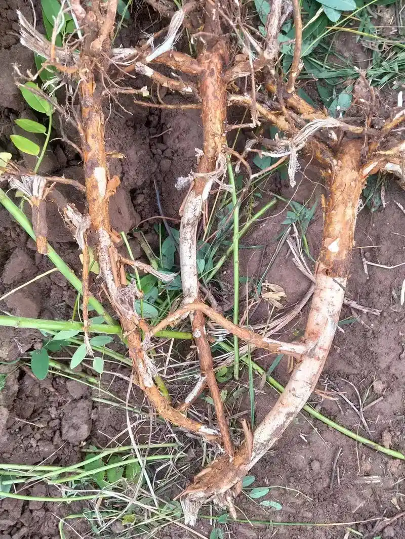 三百亩野生苦参出售,联糸电话13088411687 - 抖音