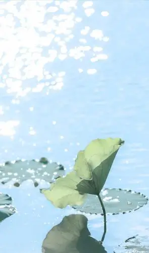 夏天池塘里的荷花荷叶,图片大全,高清,图库-回车桌面