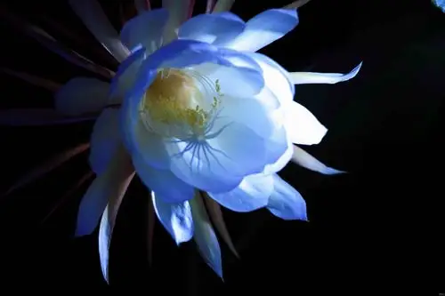 精美淡紫色昙花