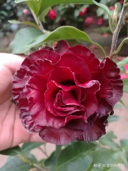 黑魔法茶花 - 知乎