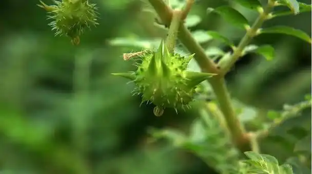 名刺蒺藜,是一种常见的中药材,具有疏肝解郁,祛风明目,解毒散结等功效