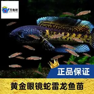 黄金眼镜蛇雷龙小苗幼鱼火背金晨七彩奶茶巧克力金石蓝系凶猛巴卡