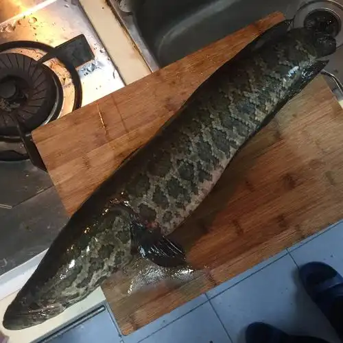 纯野生的大黑鱼,变成了一大盆水煮鱼的全过程.