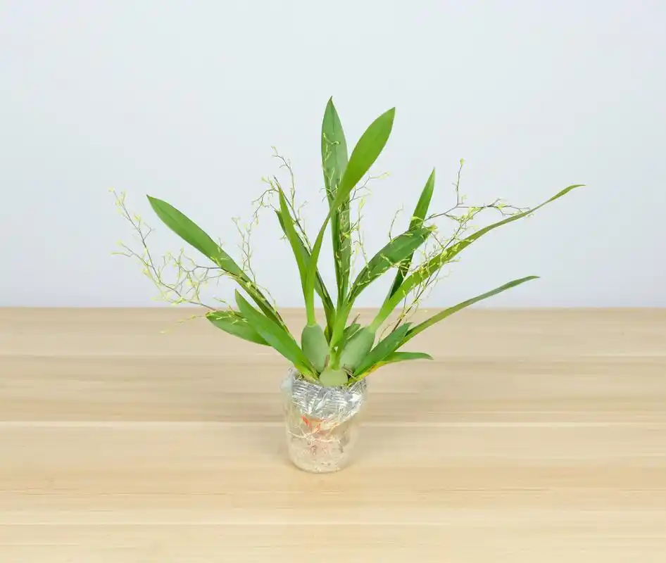 丛间舞女——文心兰