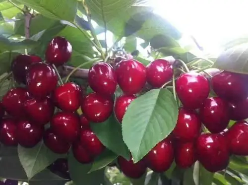 2,大樱桃的建园定植:当我们选好了园地,选好了品种,接下来的工作臼乔