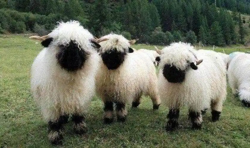 动物小百科萌萌的黑脸羊神兽瓦莱黑鼻羊小羊肖恩