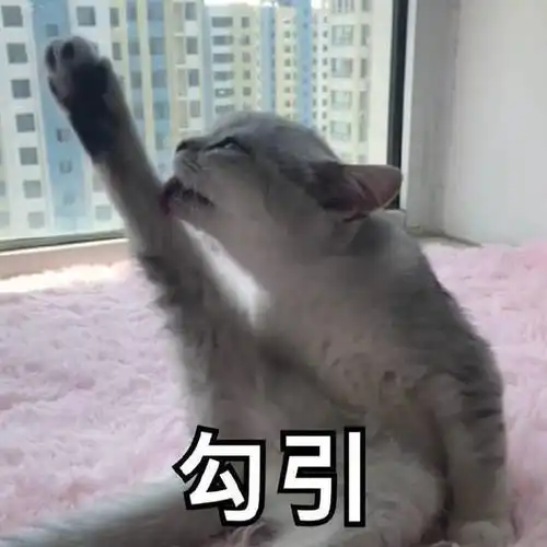 猫咪表情包合集无聊到长草