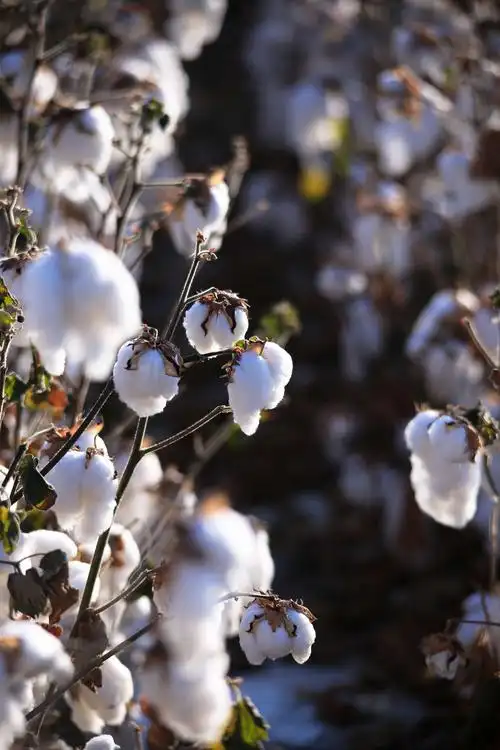 棉花朵朵开