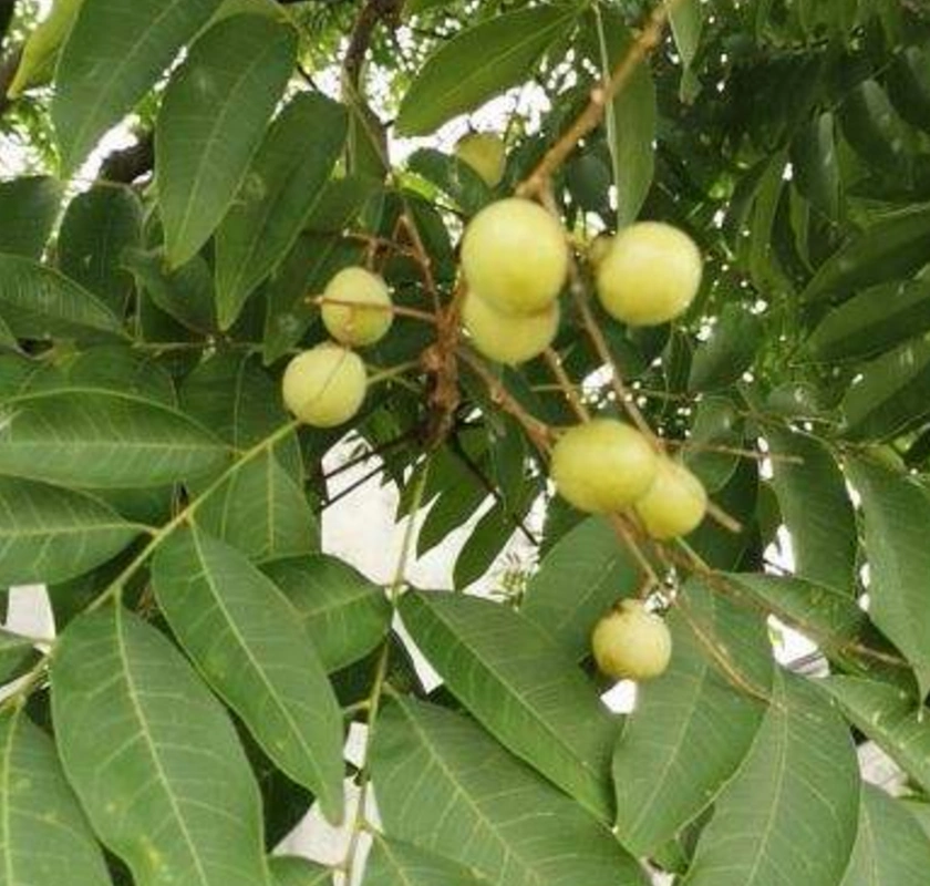 油患子树用处多多,果子沾水搓一搓,比香皂还好用!