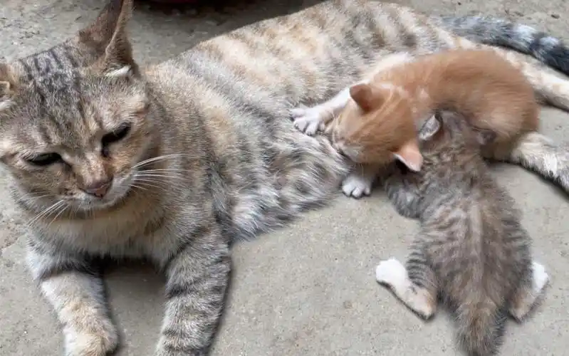 很解压的小猫咪踩奶视频