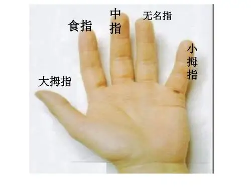 知道了小手的手指的名字,那么我们快来一起看一看能干的小手在干