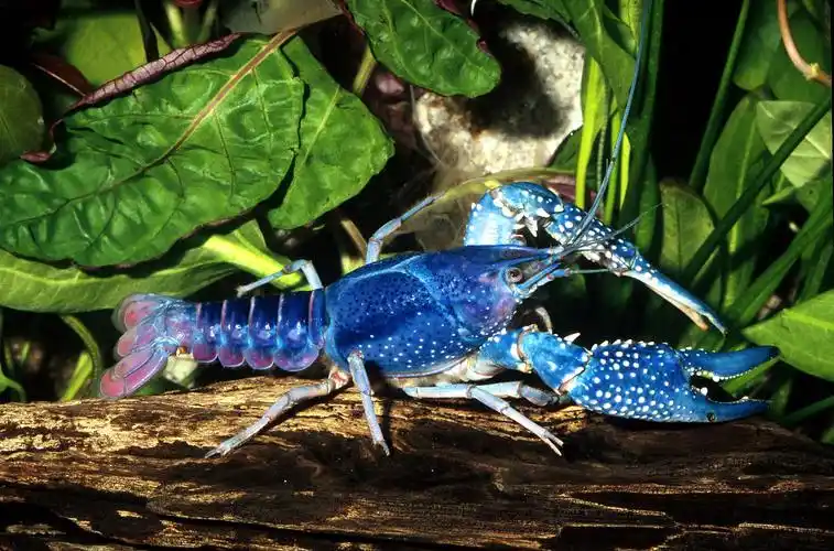 蓝龙虾