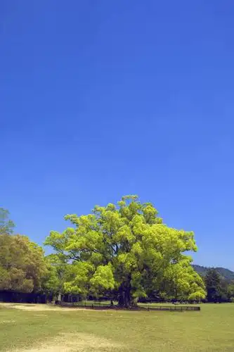 县,日本,亚洲,阴影,光线,影子,景观,娱乐,草,树,树木,蓝色,绿色,蓝天