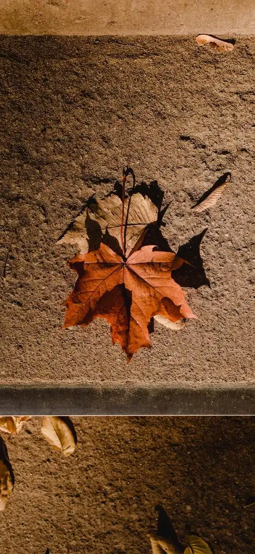 一片落叶一季秋