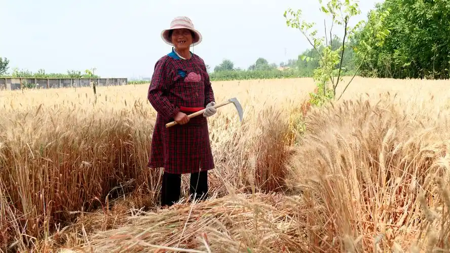 西石罢的麦子熟了,农民辛苦一年的成果开始收获 - 美篇