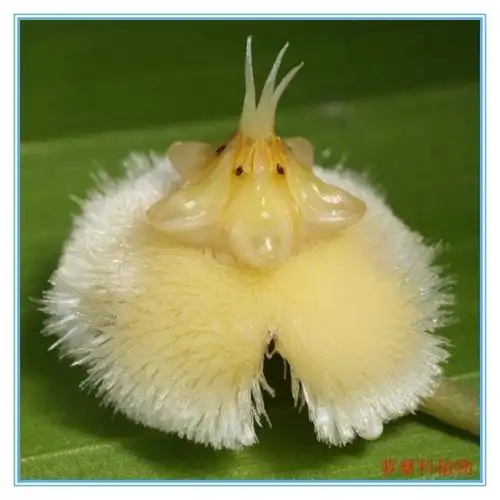 有哪些可爱却不常见的植物