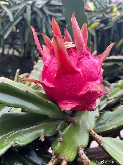 火龙果##火龙果花惊艳绽放瞬间##被火龙果花开瞬间惊艳到了##火龙果