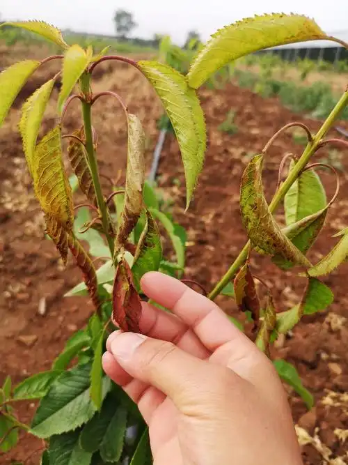 老师您好这是我们第一年的樱桃树苗新生枝条的树叶出现这种情况劳烦您