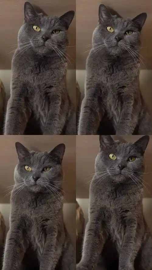 一只威严的灰色猫咪,拥有锐利的黄色眼睛,展现出自信的表情