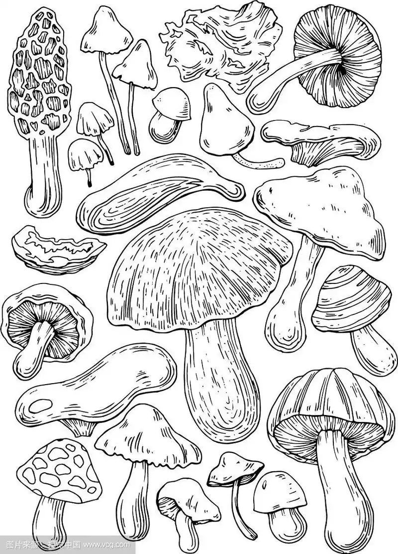蘑菇草图