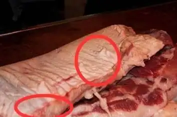 老母猪肉含有毒物质到底能不能吃教你一眼鉴别老母猪肉