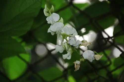 sweet 蝶形花科 fabaceae 扁豆属