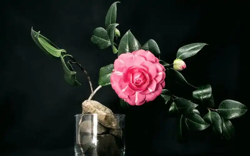 迷人的花朵风光摄影,鲜花-回车桌面