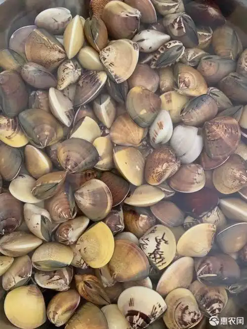 白螺 茂名海产大量海鲜文蛤批发车螺,三角白欢迎选购