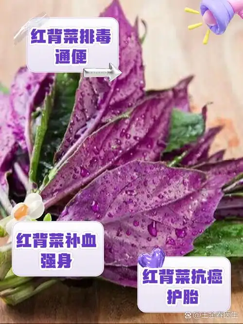 红背菜的功效与作用