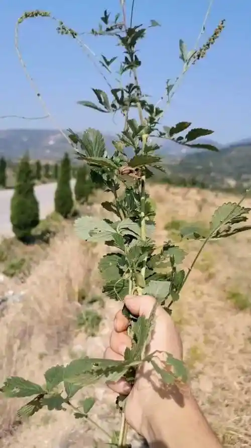 这是治疗蛇毒咬伤的一味草药,不管是内服还是外用,对于止血.
