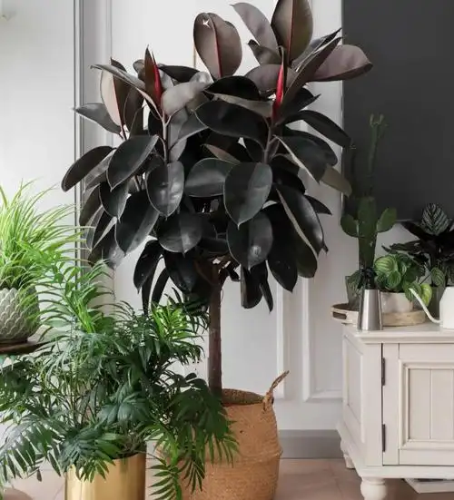 适合家里养的大型盆栽植物,受欢迎的家庭绿植介绍