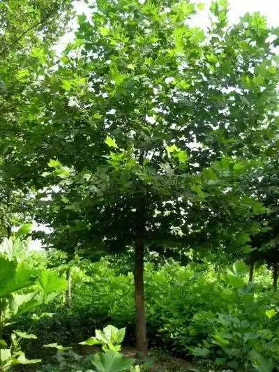 批发林木种子 法桐种子 法国梧桐,英国梧桐,法桐