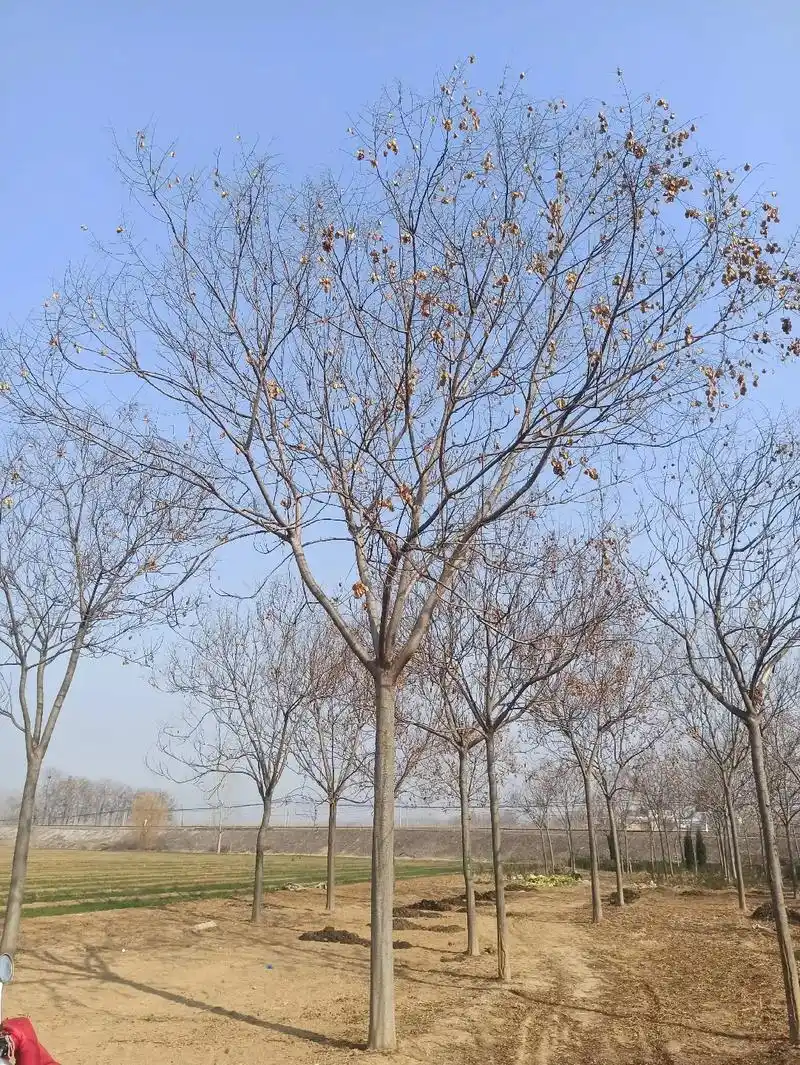 急出售自家精品南栾.急卖栾树:15-17公分有22棵,18- - 抖音