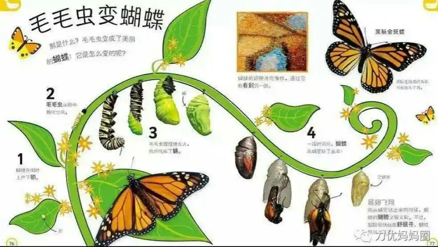 3.蜕变过程中,细胞再生孵化成脚,翅膀以及触须等部位,最终蜕变成蝴蝶.