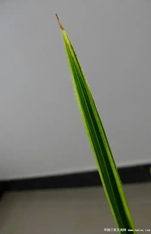 极品蕙兰虎斑中透-建兰篇-中国兰花交易网社区