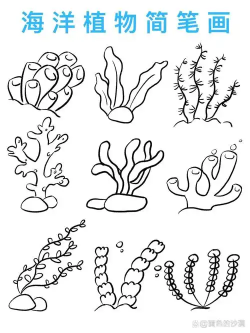 简笔画|海洋植物简笔画