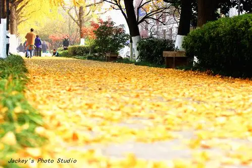 花非花 雾非雾_风景_poco摄影