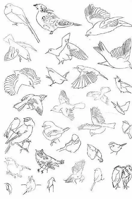 飞鸟简笔画教程 简笔画图片大全-蒲城教育文学网