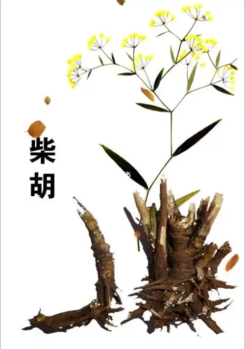 中药材品种柴胡