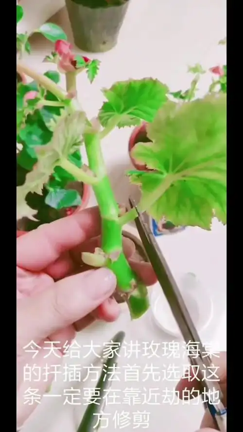 海棠扦插技巧,养花小知识