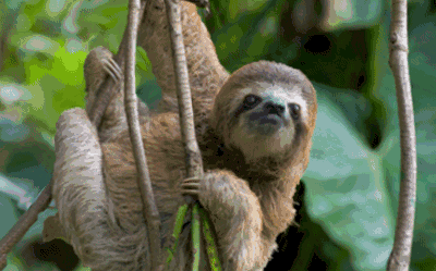 树懒为什么如此…的"特别"?