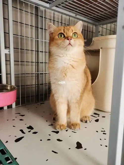 生过一胎,金渐层11色母需要联系#金渐层  #金渐层猫舍  #转让金渐层